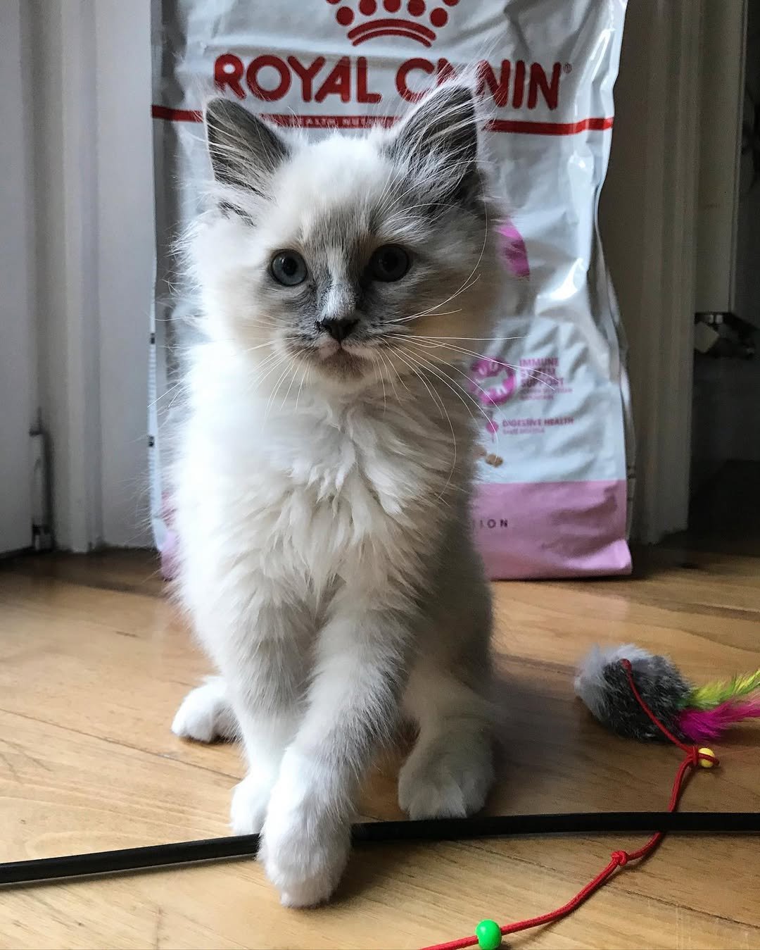 Gatito Ragdoll Alfie
