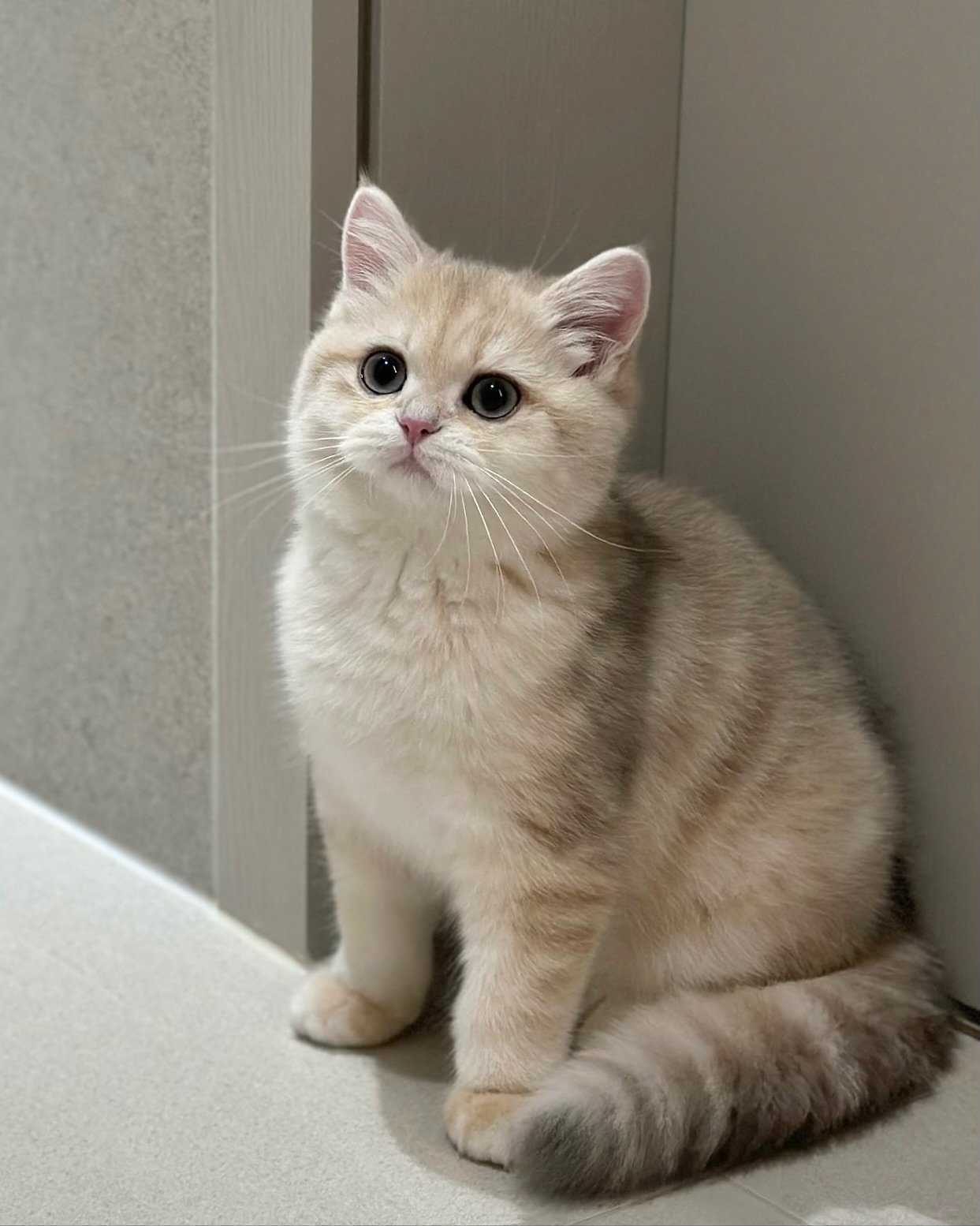 Gatito British Shorthair Ani