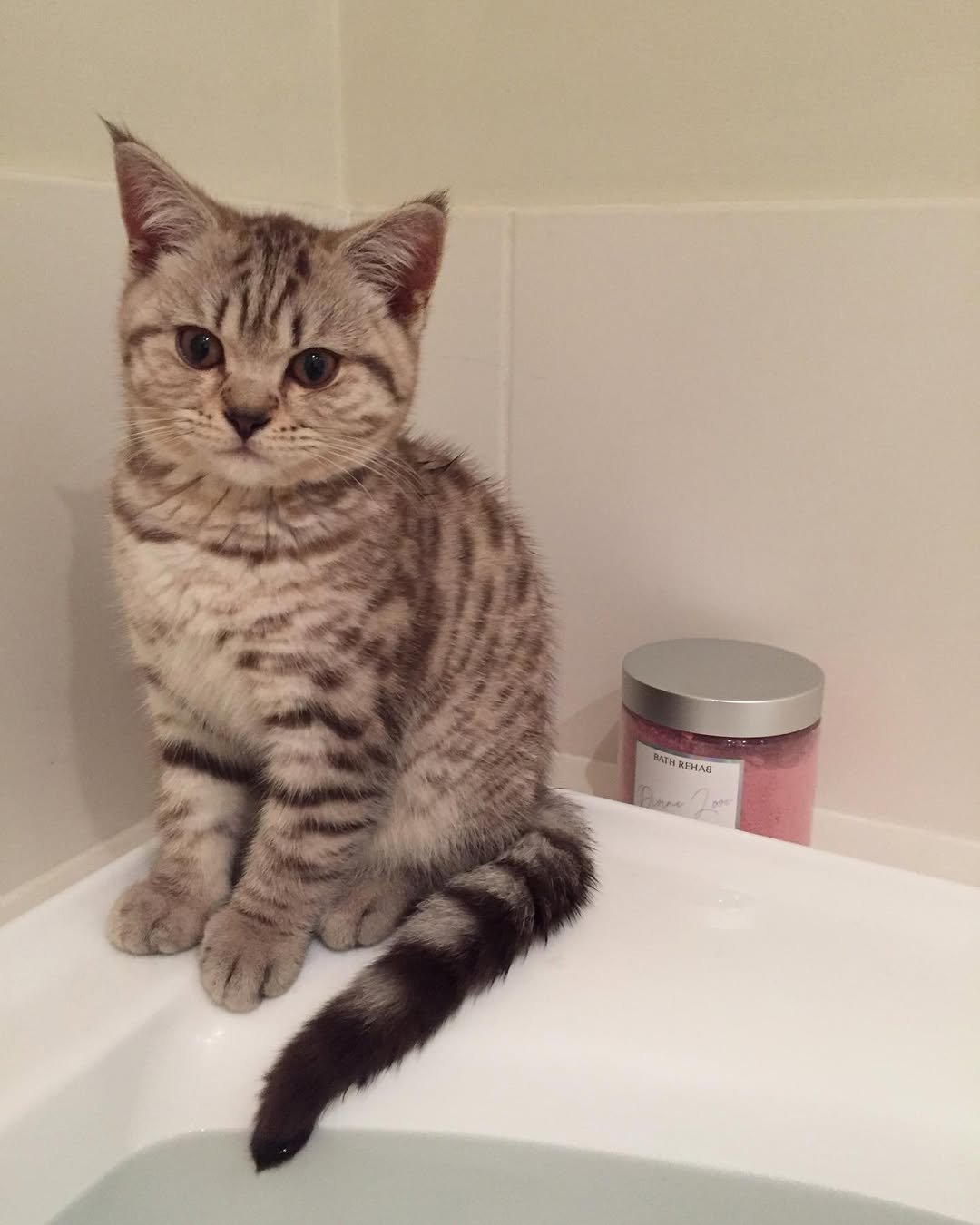 Gatito British Shorthair Aris