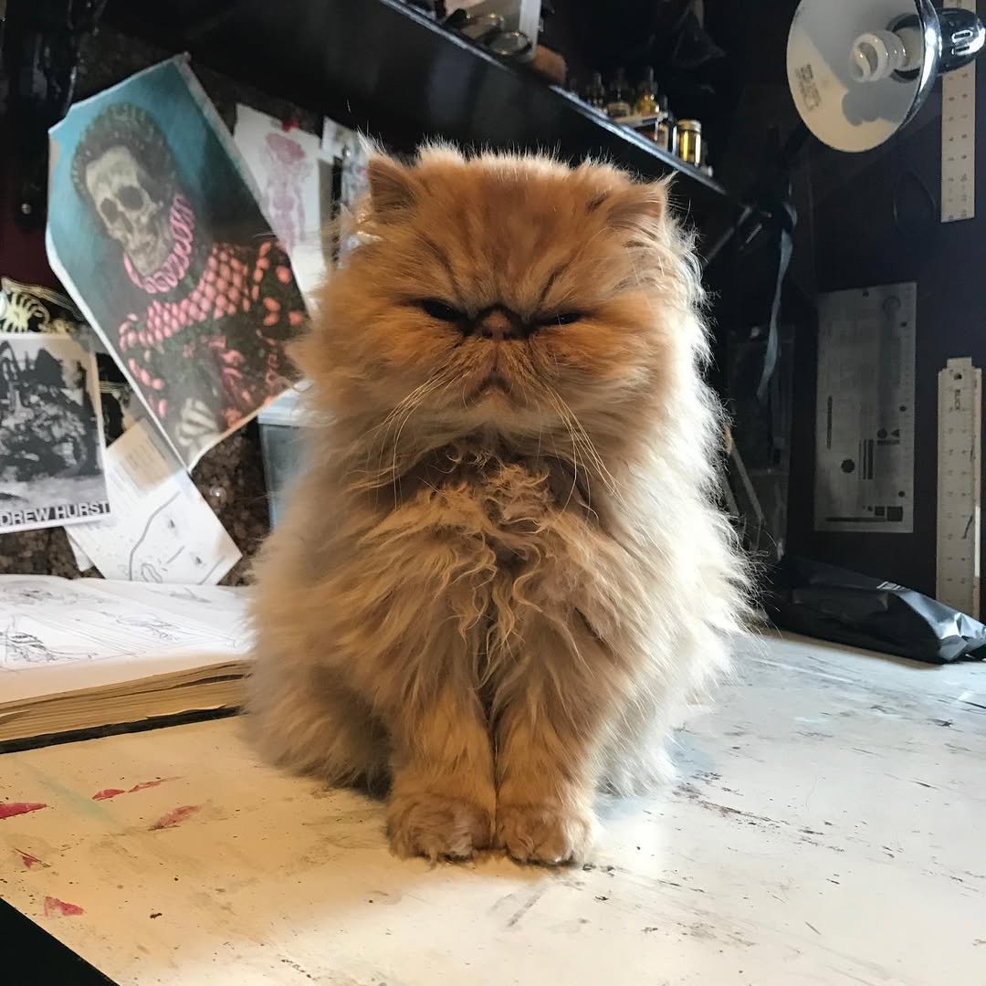 Gatito Persa Benise