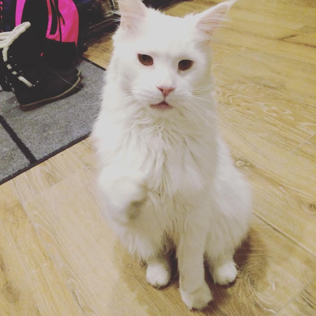 Gatito Maine Coon Benny