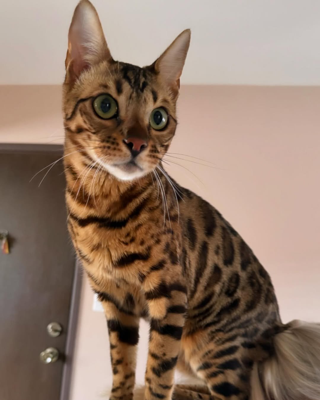 Gatito Bengalí Cezar