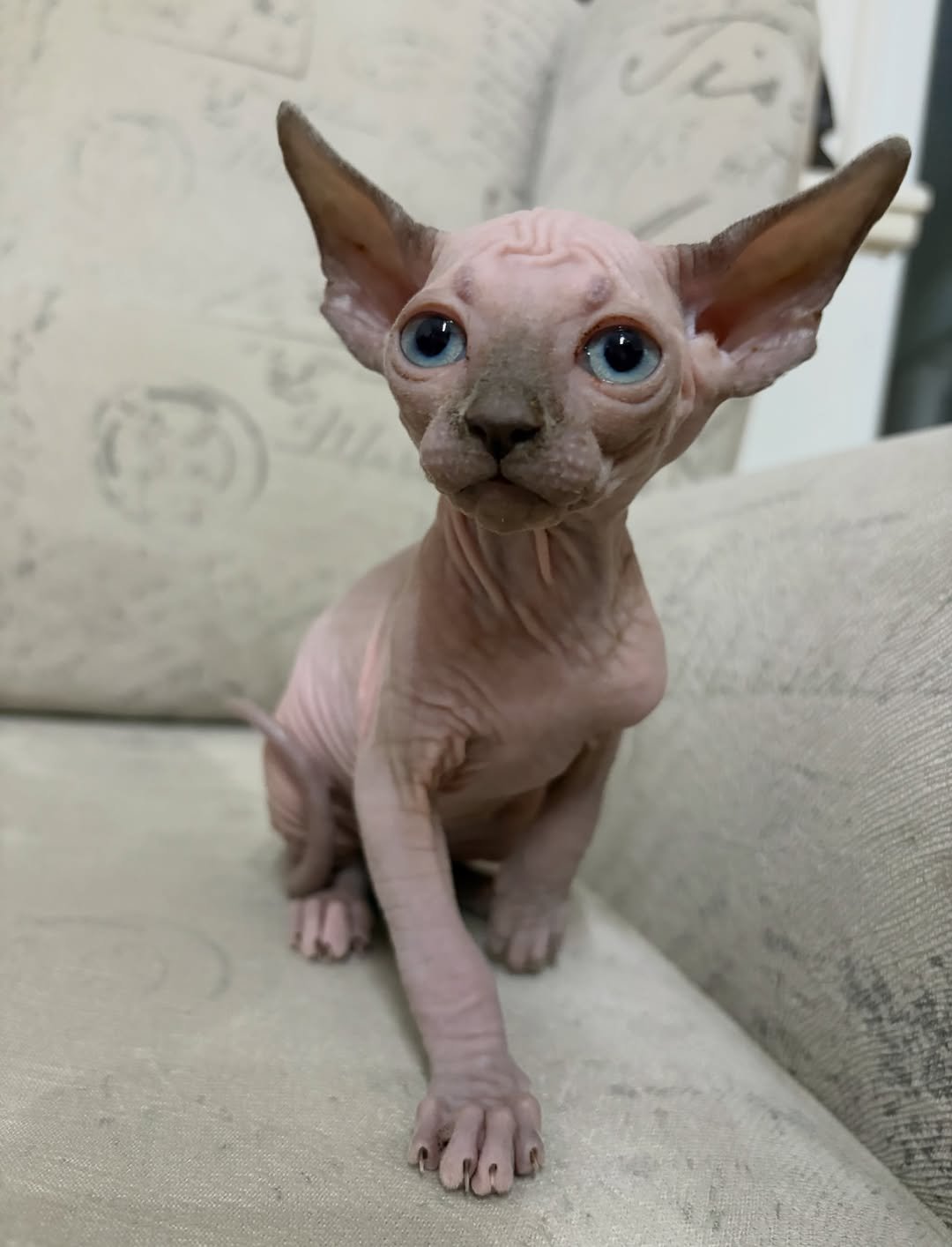Gatito Sphynx Dobby