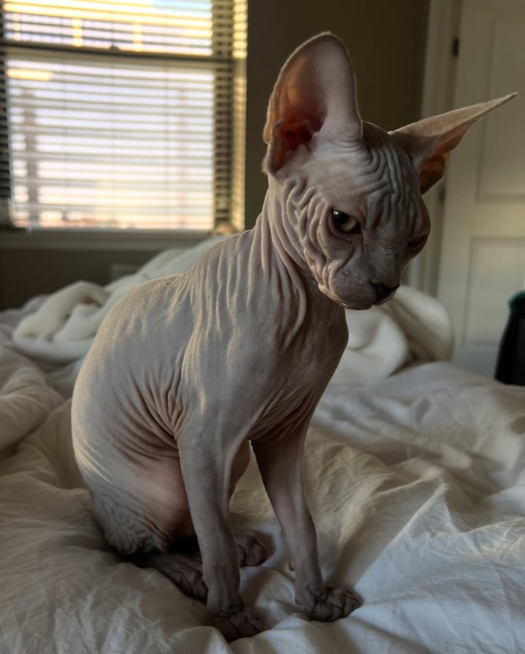 Gatito Sphynx Fig
