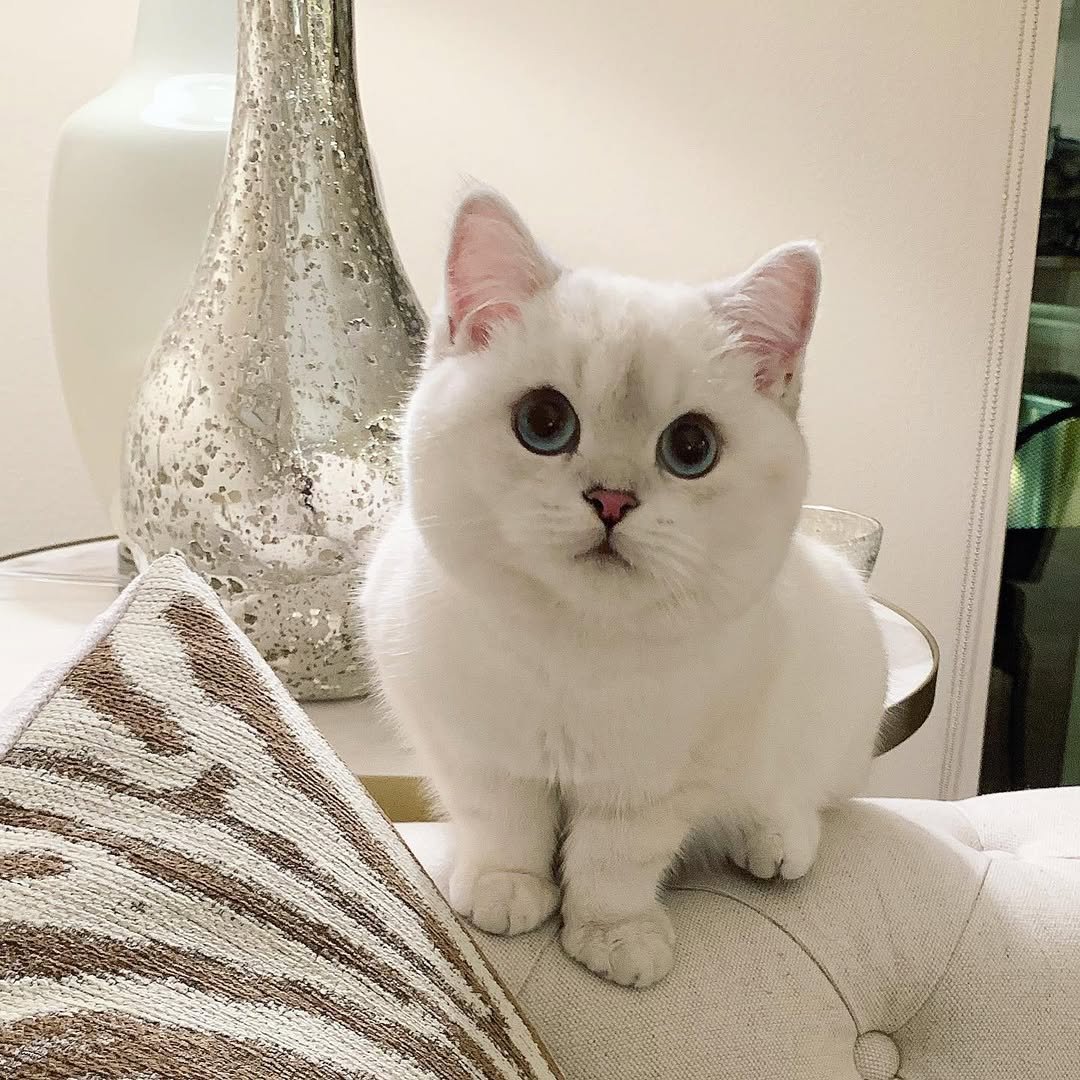 Gatito British Shorthair blanco