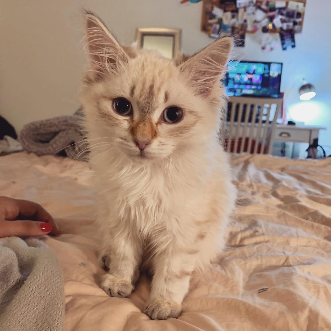 Gatito Siberiano Galaxy