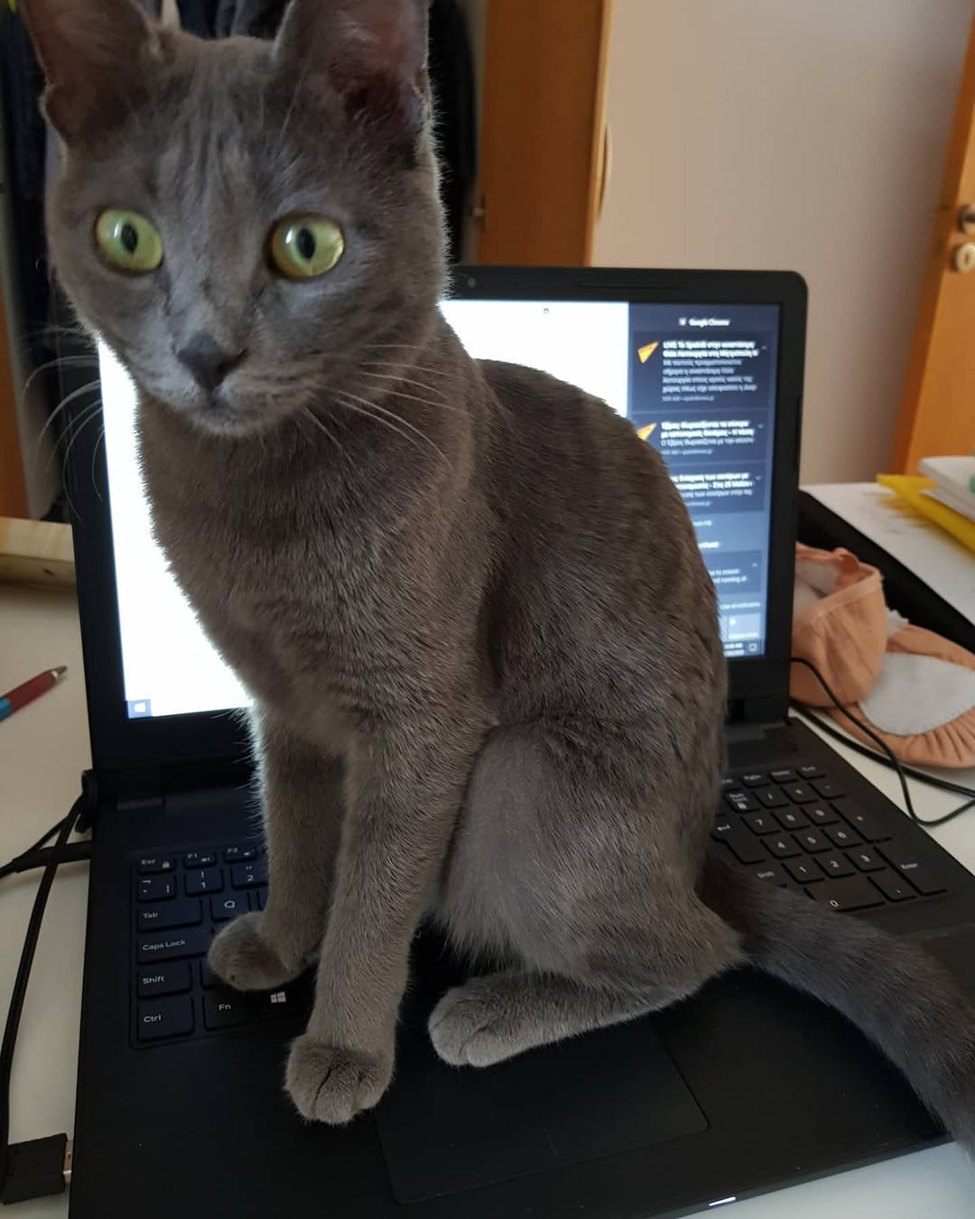 Gatito Azul Ruso Grace