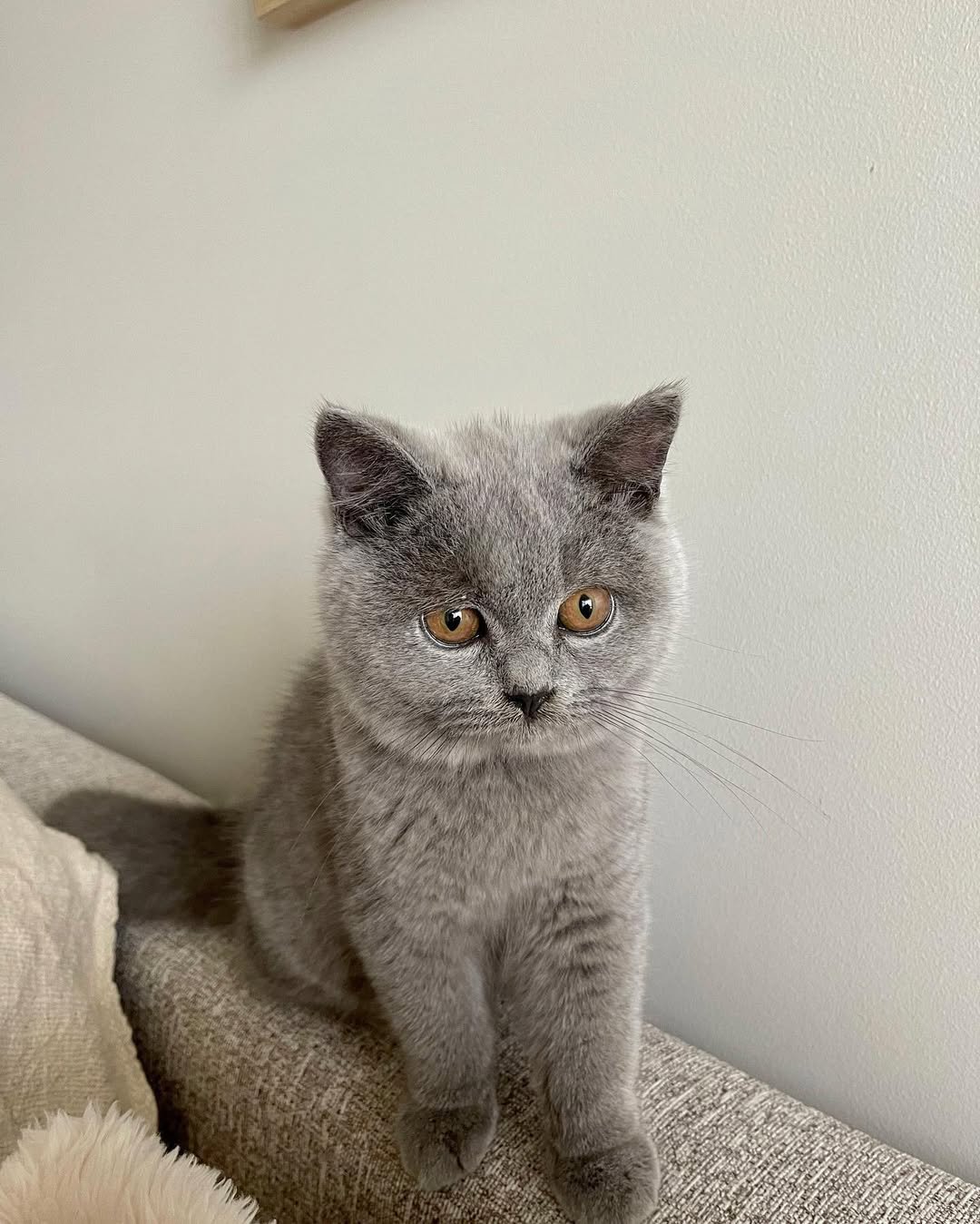 Gatito British Shorthair Lilo