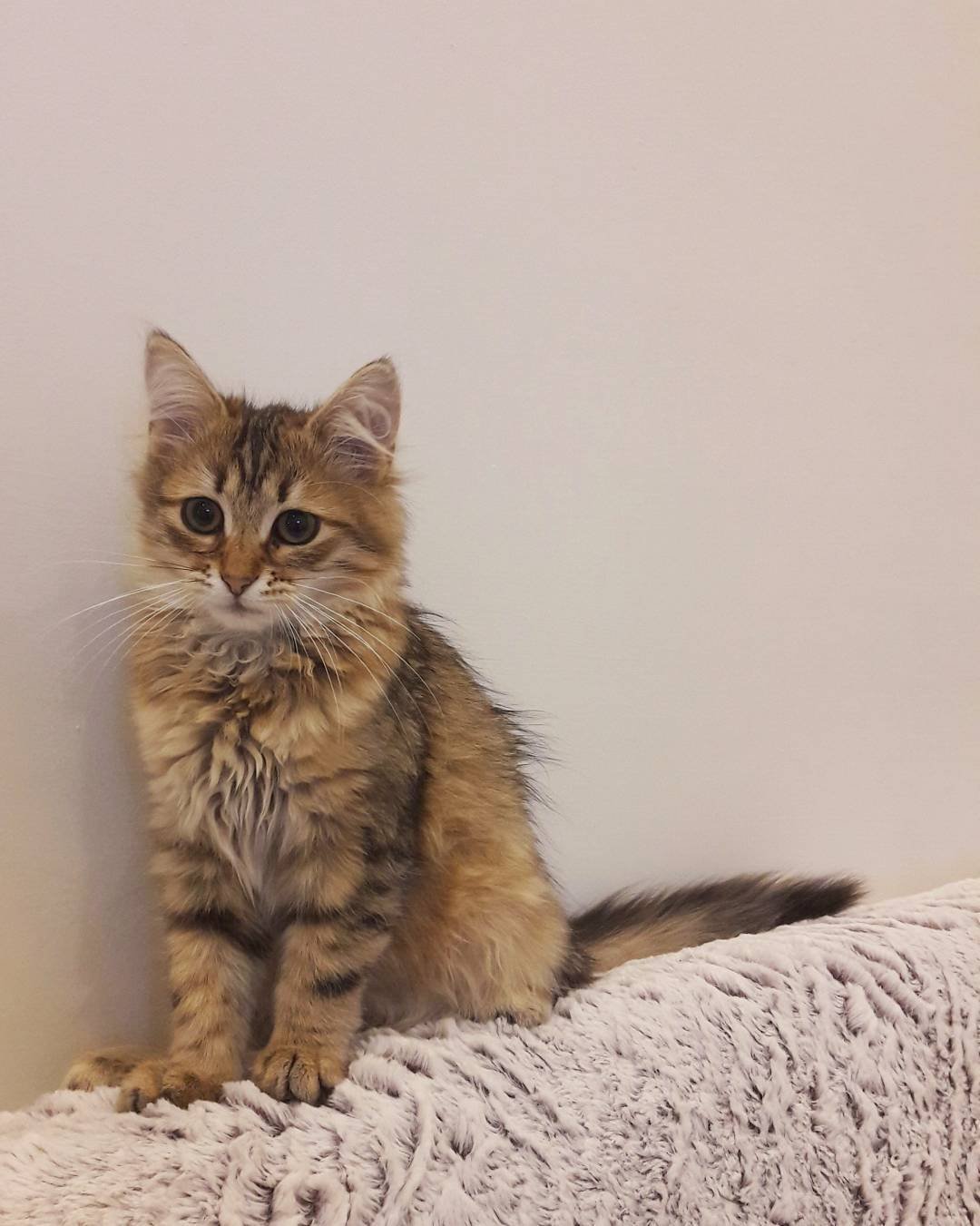 Gatito Siberiano Luna