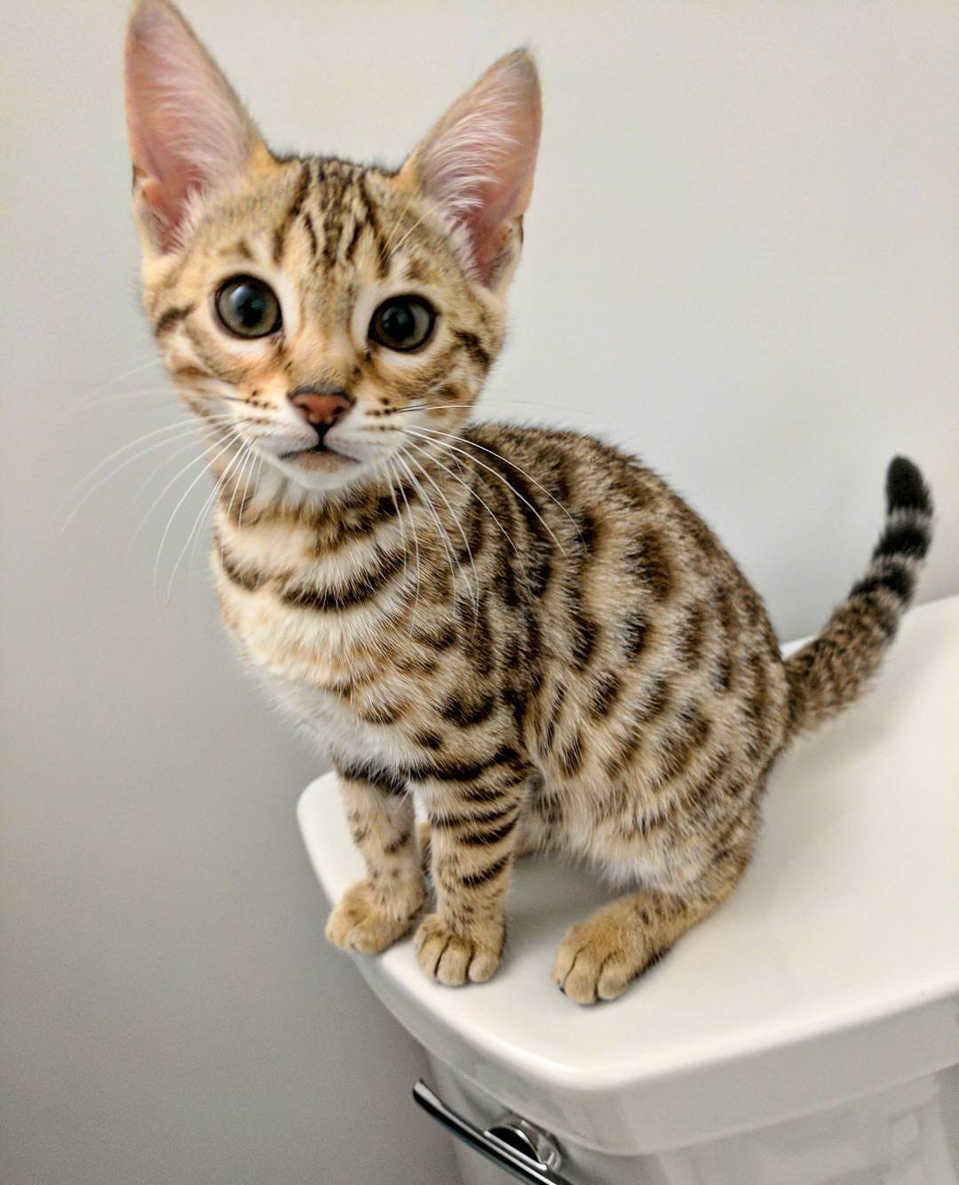 Gatito Bengalí Michu