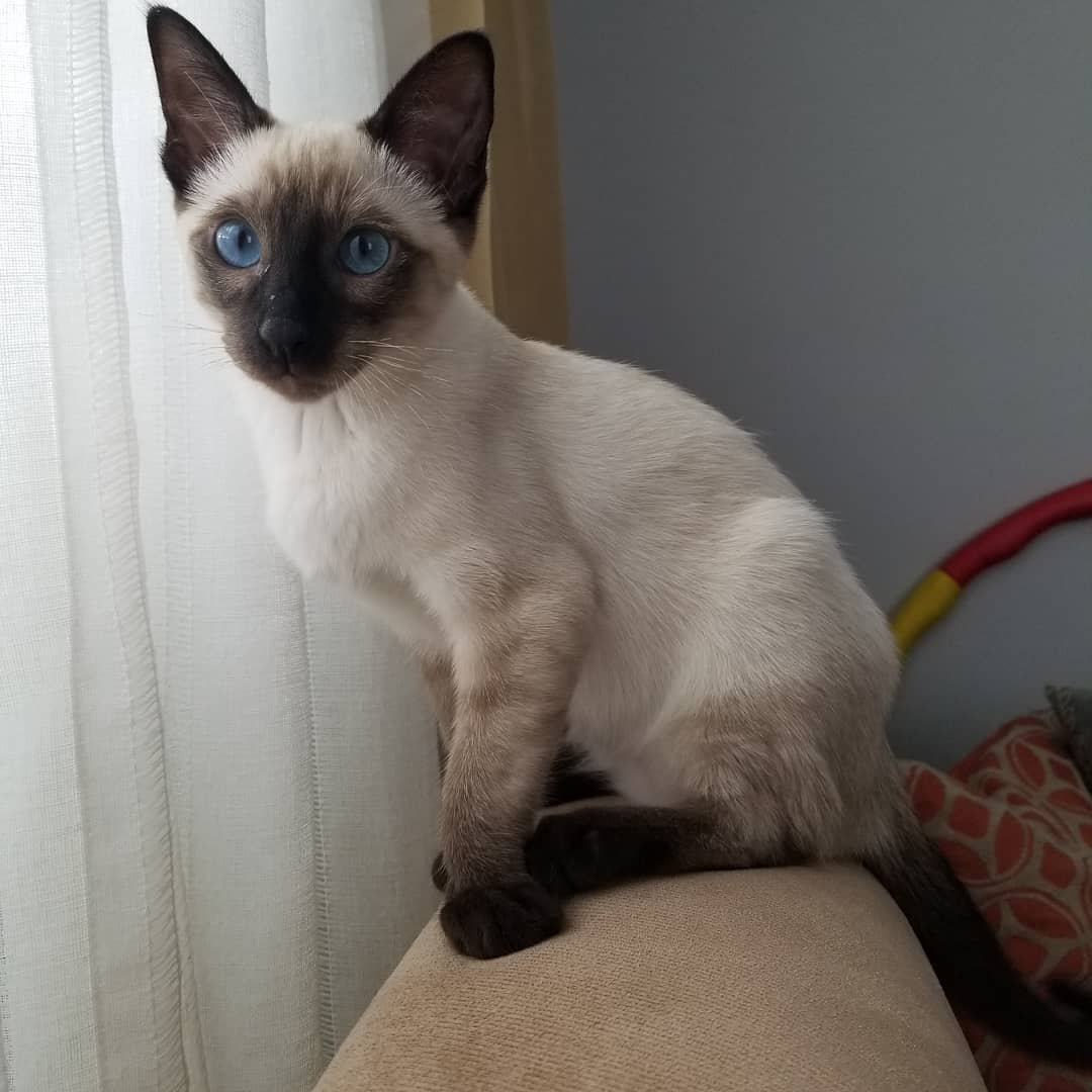 Gatito Siamés Molly