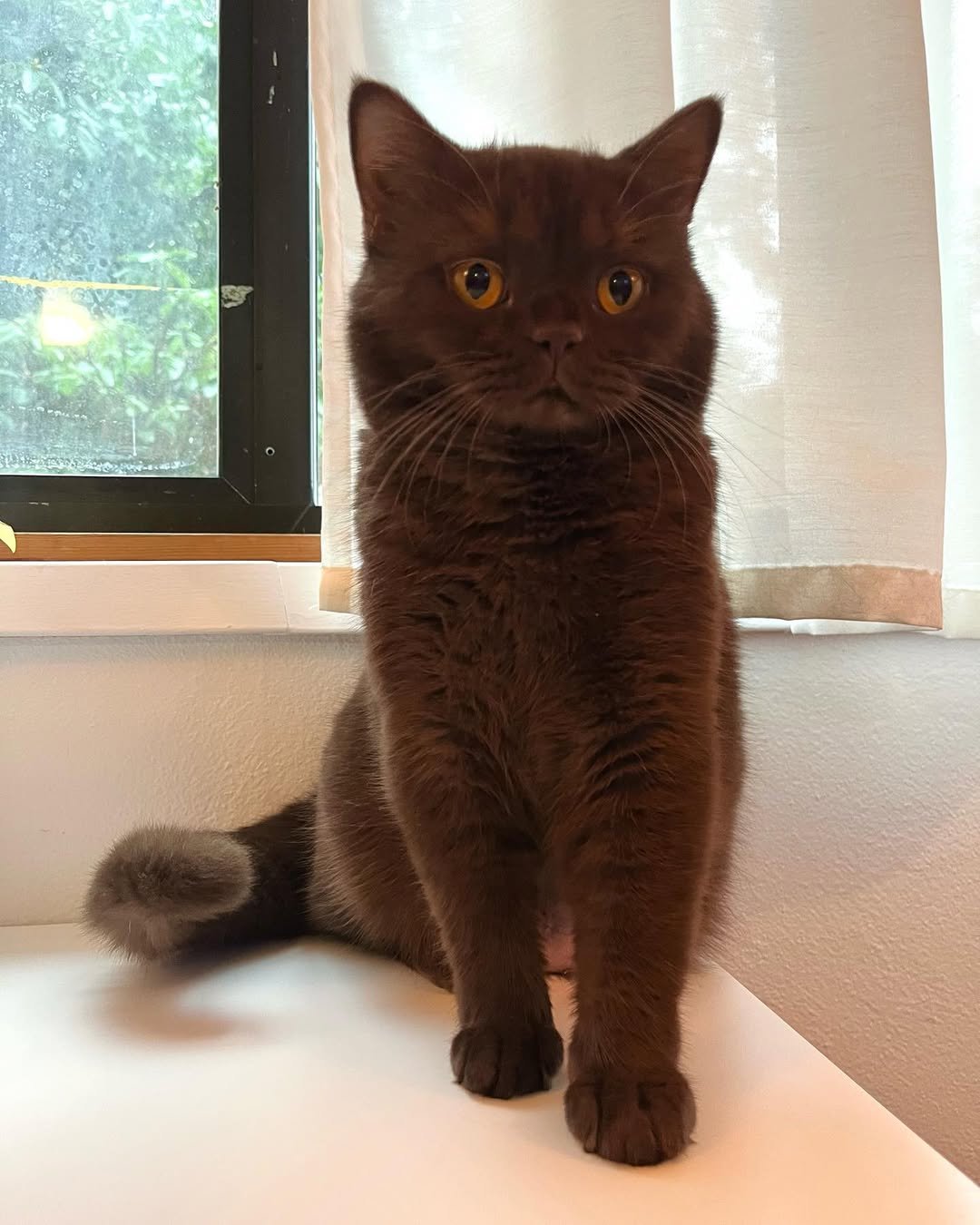 Gatito British Shorthair Moose