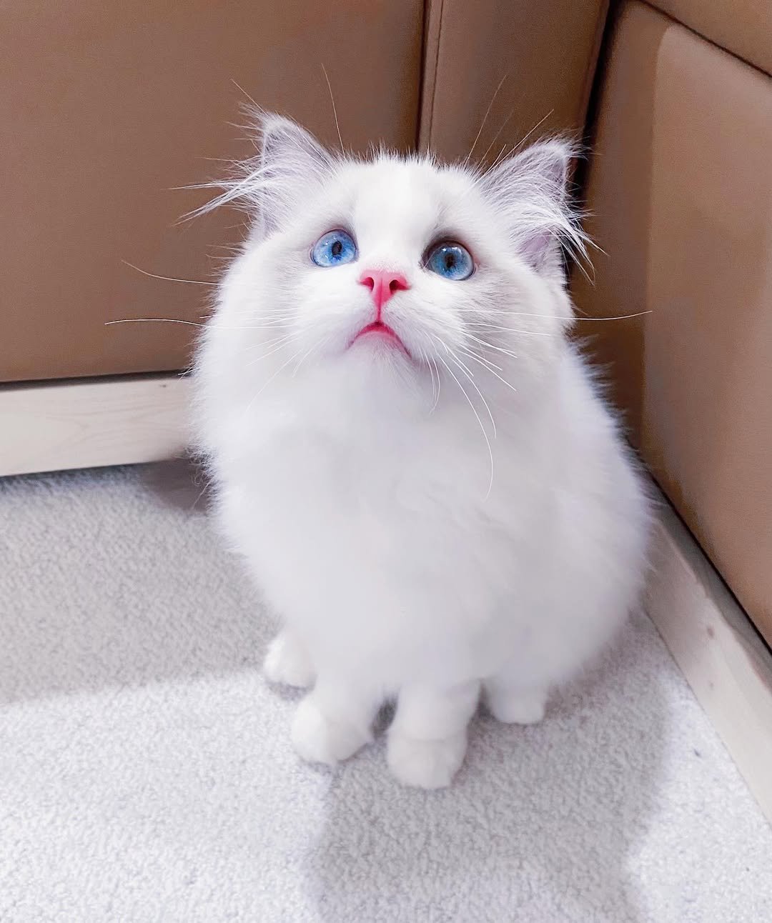 Ragdoll