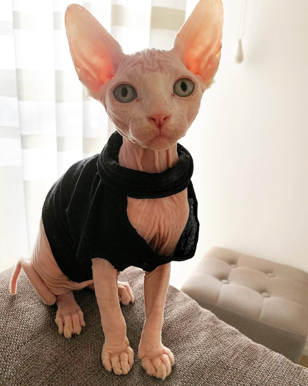 Gatito Sphynx Olivia