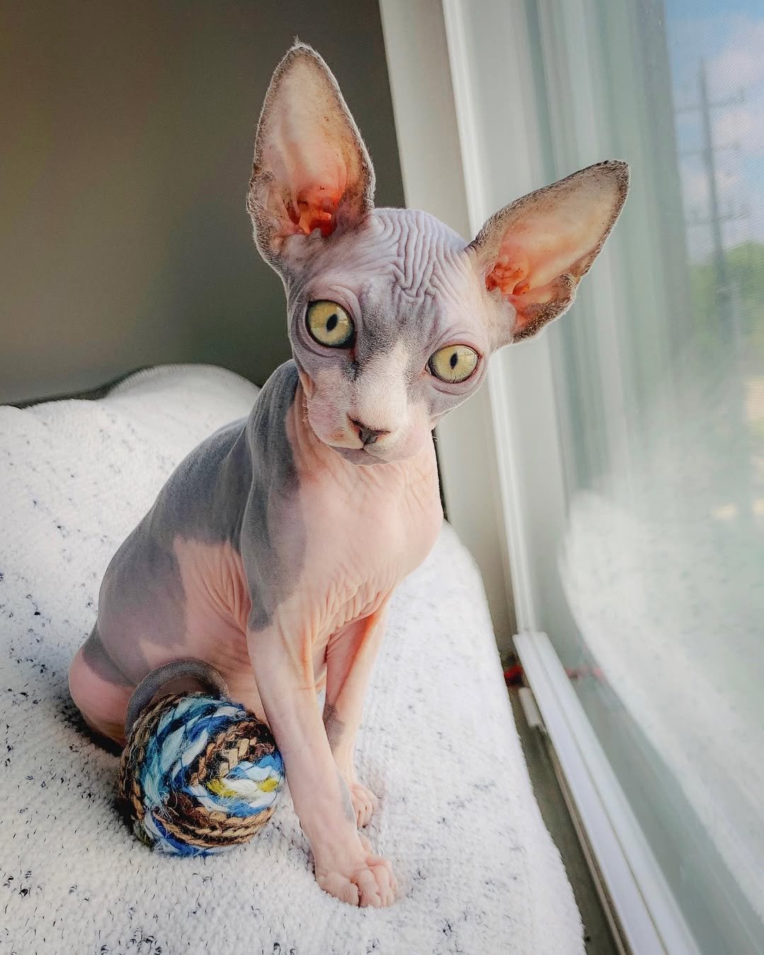 Gatito Sphynx Oscar