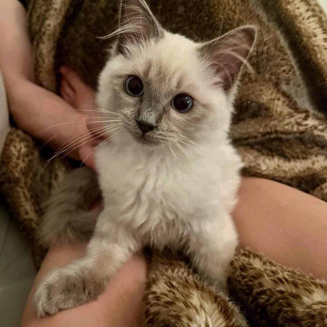 Gatito Ragdoll Pan