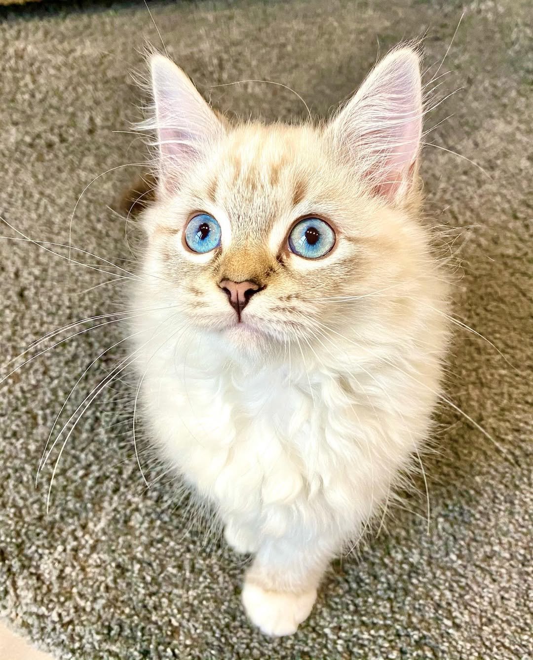 Gatito Siberiano Rufina