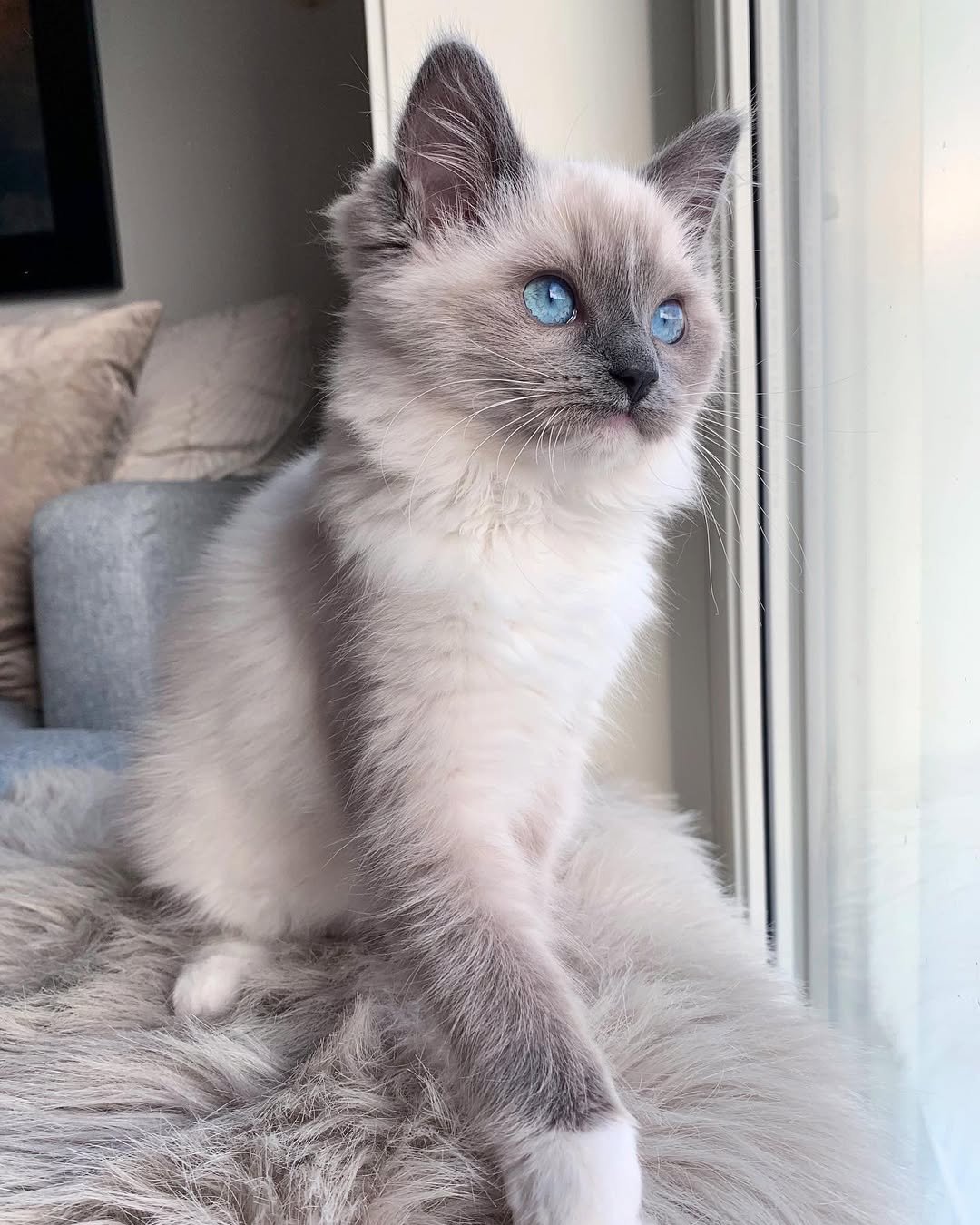 Gatito Ragdoll Saga