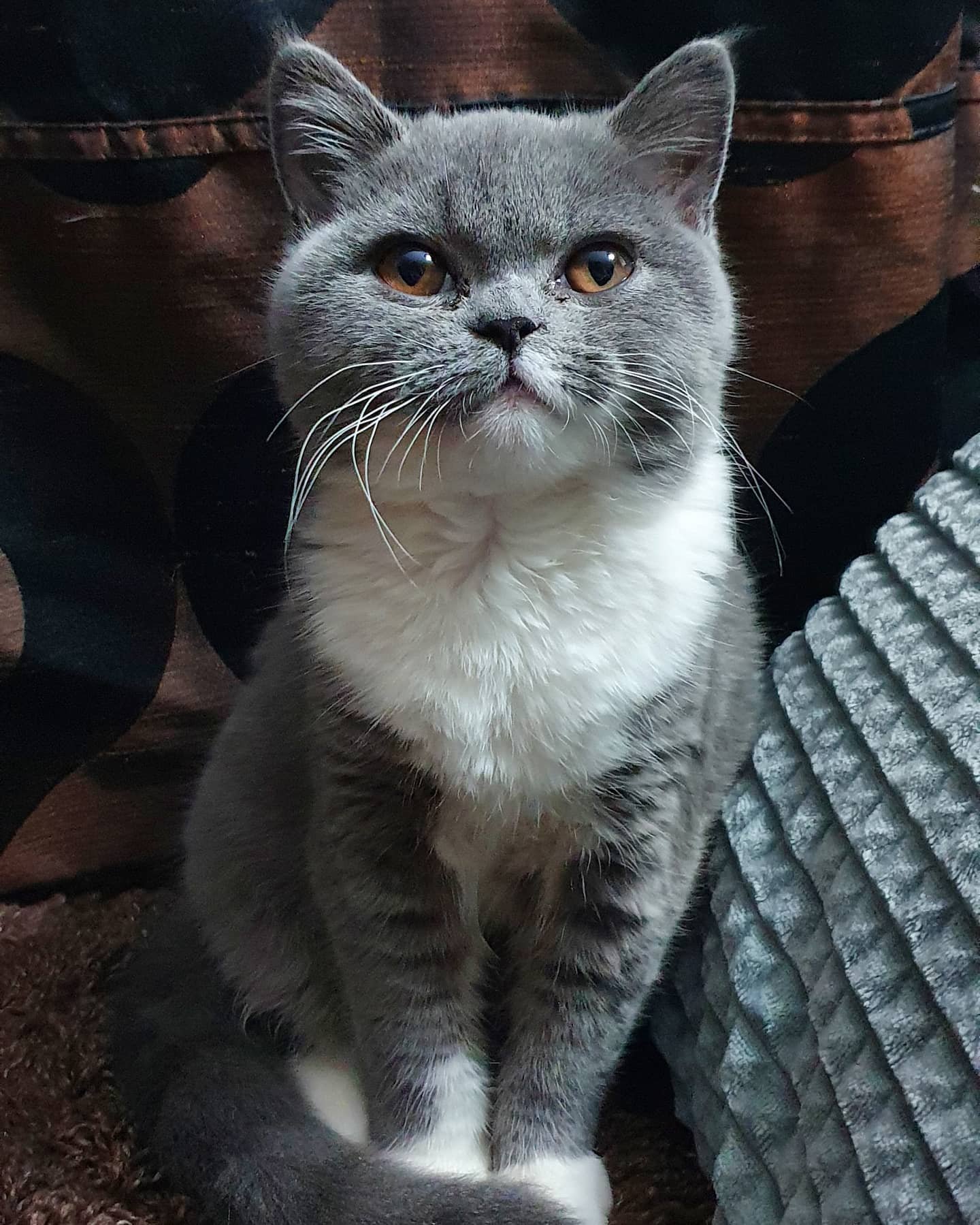 Gatito British Shorthair Sisi