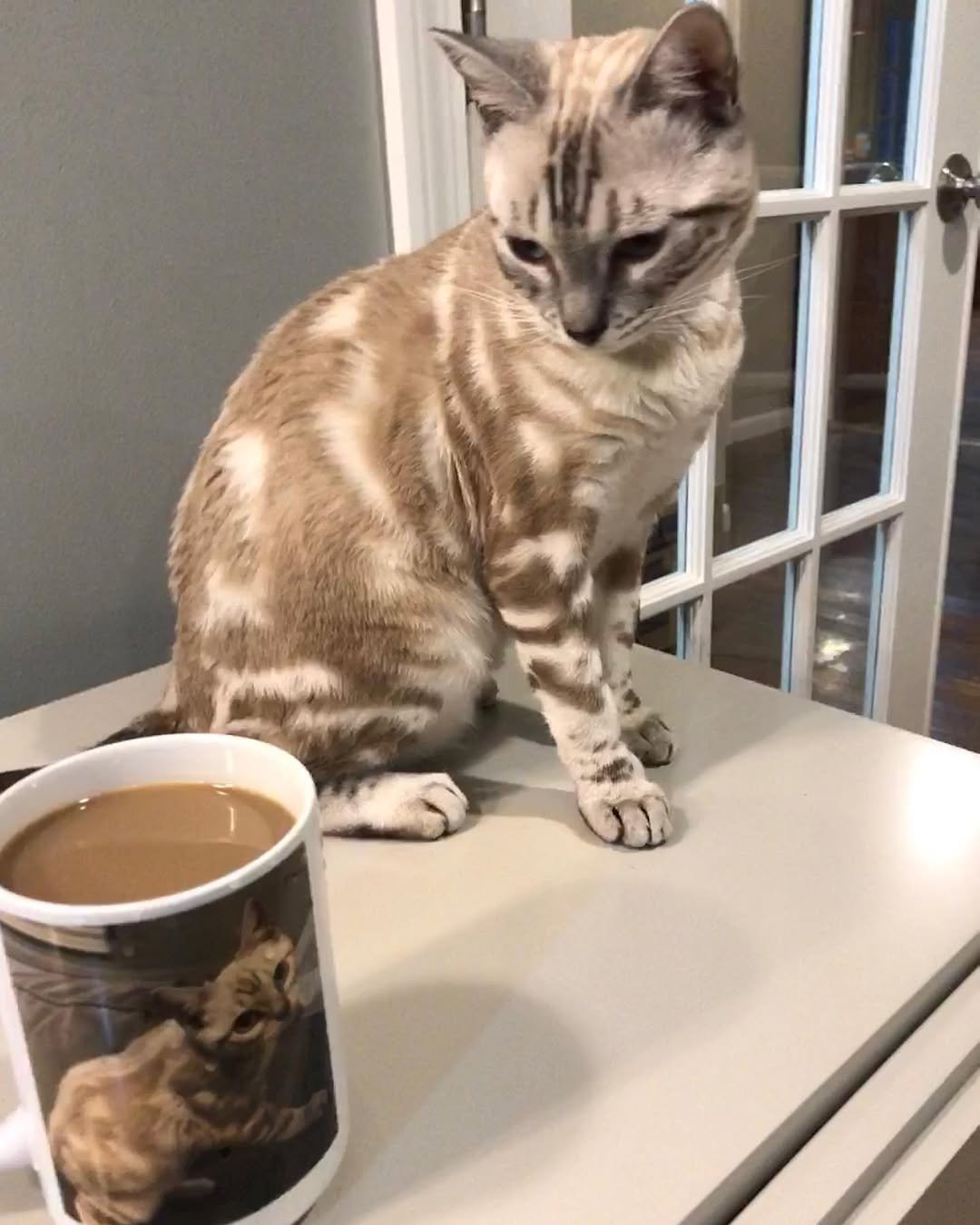 Gatito Bengalí Snow