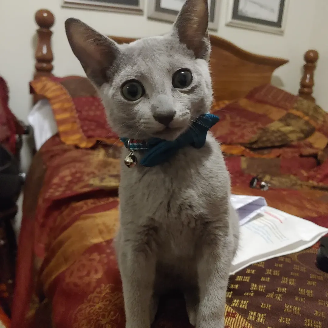 Gatito Azul Ruso Sterling