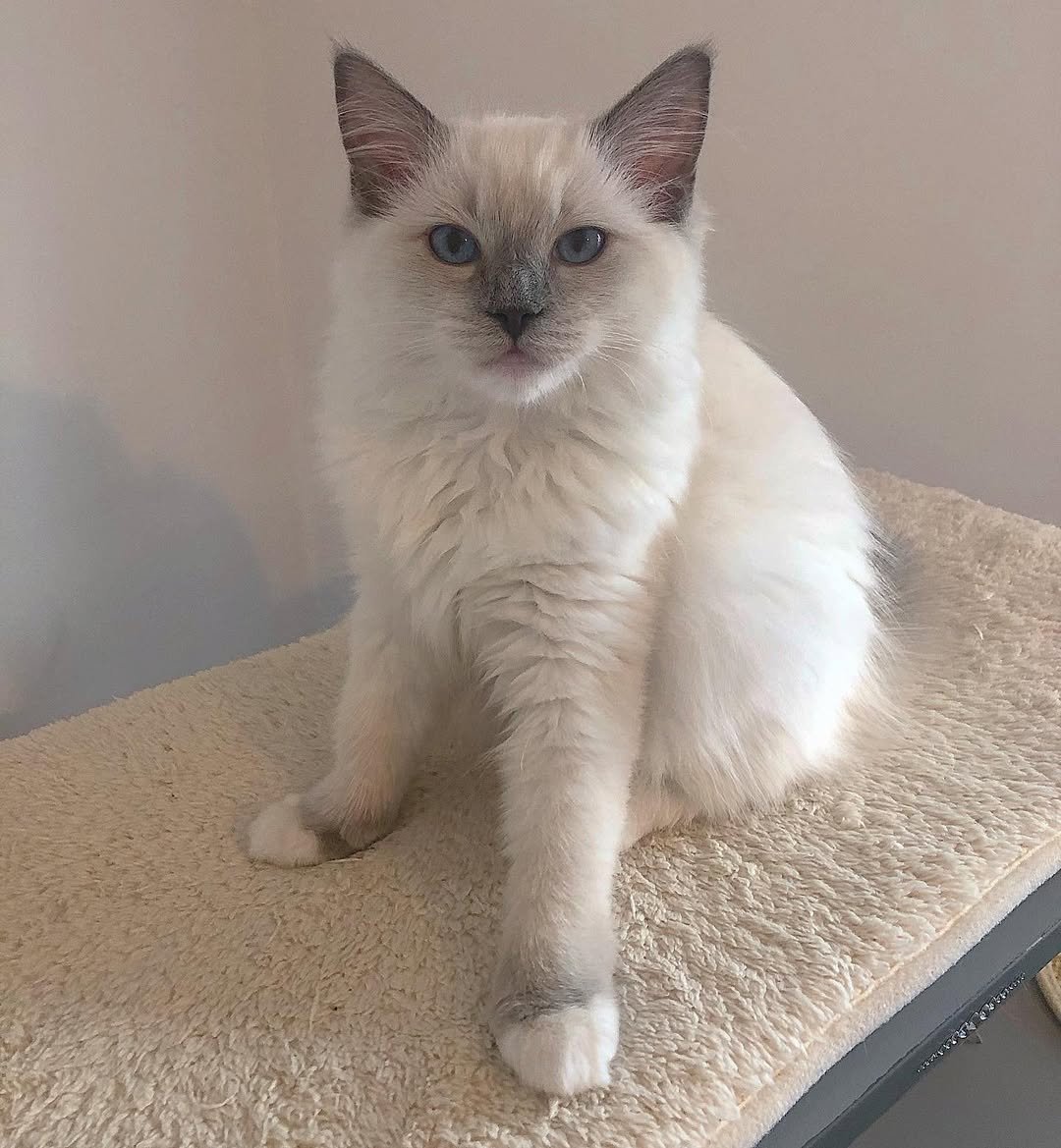 Gatito Ragdoll Willow
