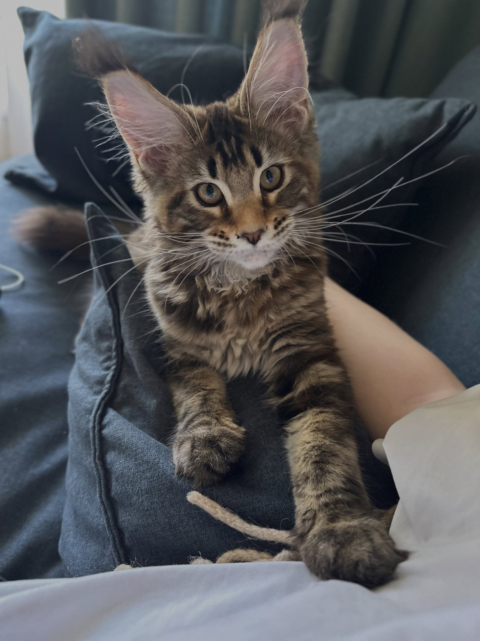 Gatito Maine Coon Yola
