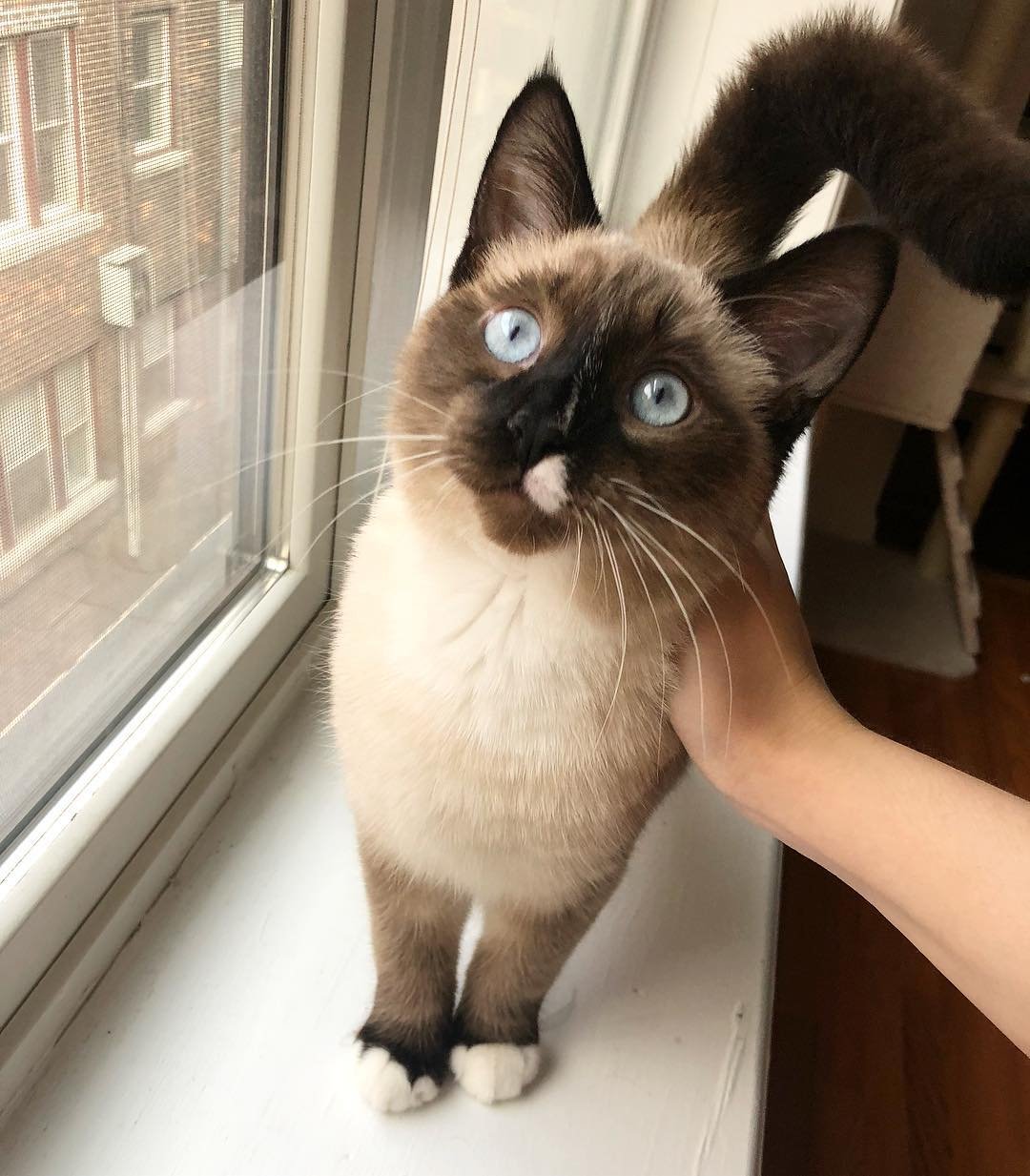 Gatita siamesa