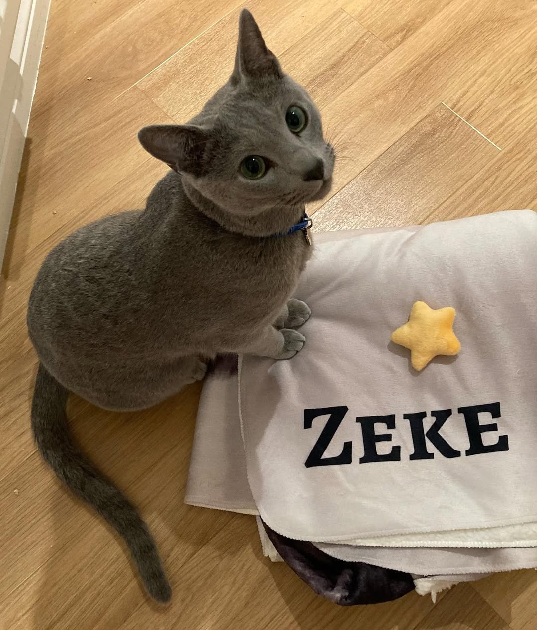 Gatito Azul Ruso Zeke